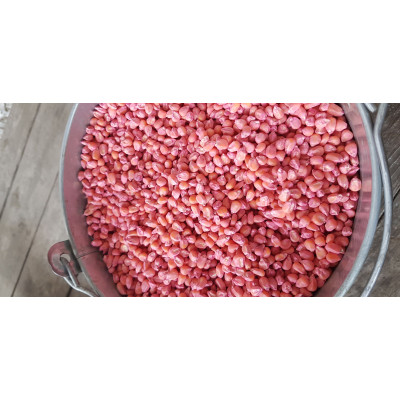 Поставка семян кукурузы Каскад 195 СВ