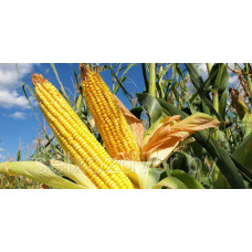Семена кукурузы Каскад 195 СВ