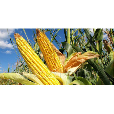 Семена кукурузы Каскад 195 СВ