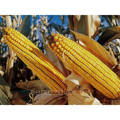 Семена кукурузы Каскад 195 СВ