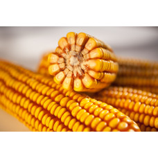 Семена Кукурузы Краснодарский 194 МВ F1