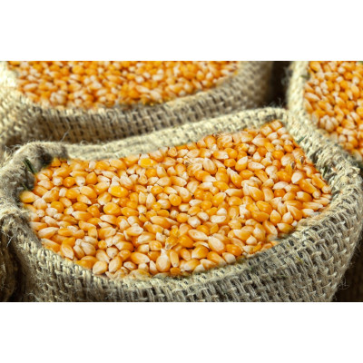 Семена кукурузы